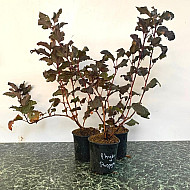 Червен калинолистен физокарпус - Physocarpus opulifolius "Purpurea"