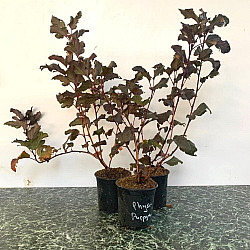 Червен калинолистен физокарпус - Physocarpus opulifolius "Purpurea"