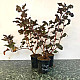 Червен калинолистен физокарпус - Physocarpus opulifolius Purpurea