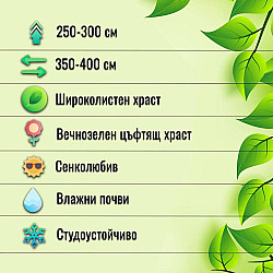 Пираканта - Pyracantha Soleil d`Or