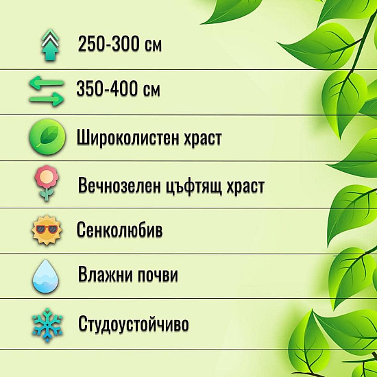 Пираканта - Pyracantha Soleil d`Or