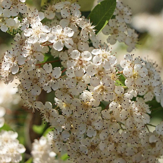 Пираканта - Pyracantha Soleil d`Or
