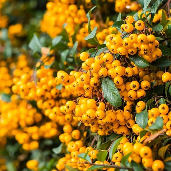 Пираканта - Pyracantha Soleil d`Or