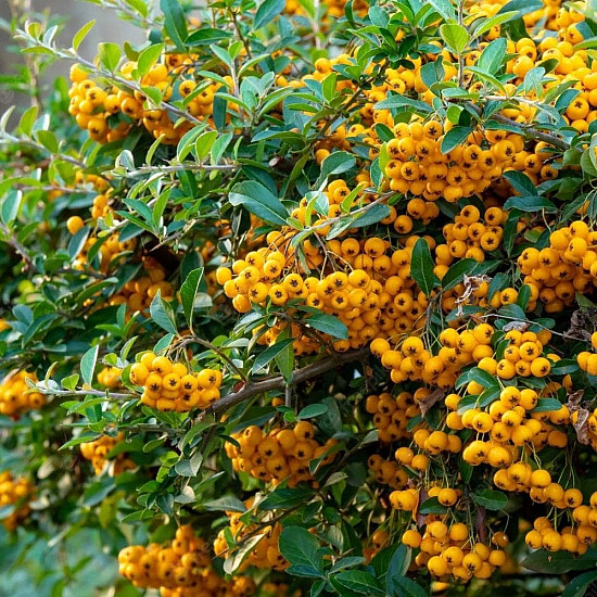 Пираканта - Pyracantha Soleil d`Or