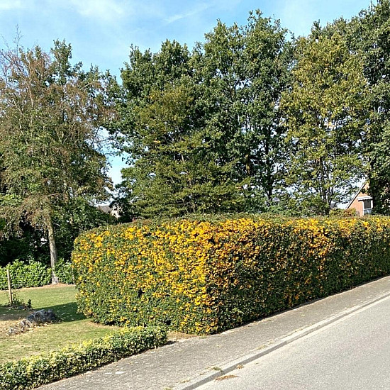 Пираканта - Pyracantha Soleil d`Or
