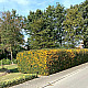 Пираканта - Pyracantha Soleil d`Or
