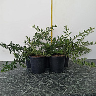 Пираканта - Pyracantha Soleil d`Or