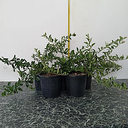 Пираканта - Pyracantha Soleil d`Or