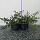 Пираканта - Pyracantha Soleil d`Or