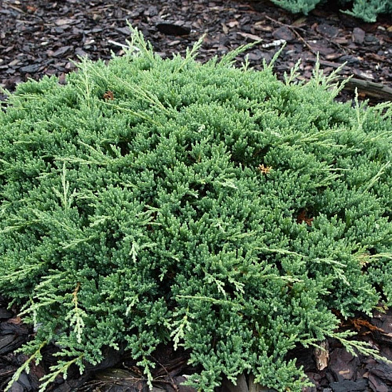 Хвойна Принца на Уелс - Juniperus horizontalis ‘prince of wales’