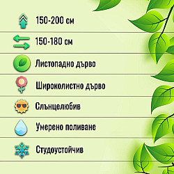 Пъстролистна върба - Salix integra 'Hakuro-nishiki'