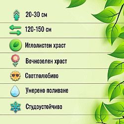 Люспеста хвойна Син Килим- Juniperus squamata 'blue carpet'