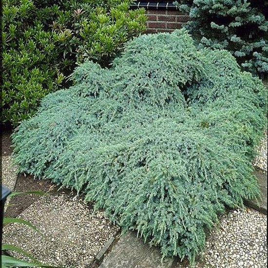 Люспеста хвойна Син Килим- Juniperus squamata blue carpet