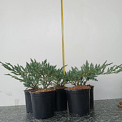 Люспеста хвойна Син Килим- Juniperus squamata 'blue carpet'