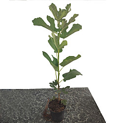 Едроплодна смокиня- Ficus carica