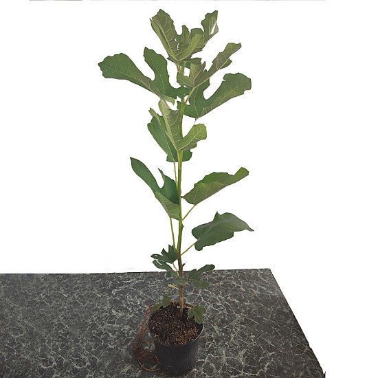 Едроплодна смокиня- Ficus carica