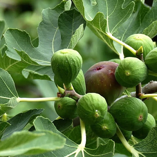Обикновена смокиня-Ficus carica