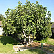 Обикновена смокиня-Ficus carica