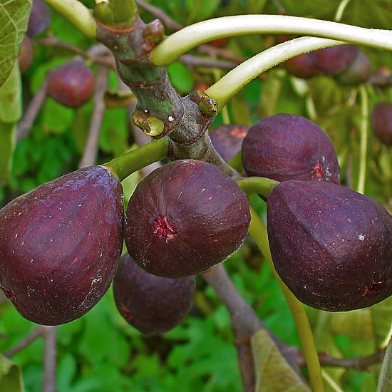 Обикновена смокиня-Ficus carica