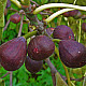 Обикновена смокиня-Ficus carica