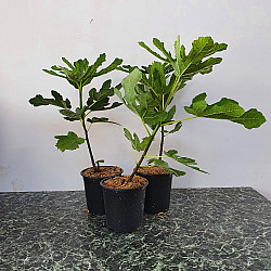 Обикновена смокиня-Ficus carica 