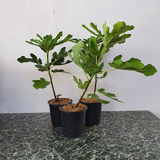 Обикновена смокиня-Ficus carica