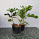 Обикновена смокиня-Ficus carica