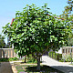 Обикновена смокиня-Ficus carica