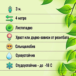 Едроплодна смокиня- Ficus carica