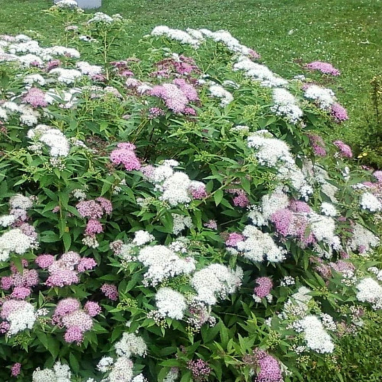 Японска спирея Широбана - Spiraea japonica “Shirobana“