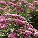 Японска спирея Широбана - Spiraea japonica “Shirobana“