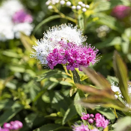 Японска спирея Широбана - Spiraea japonica “Shirobana“