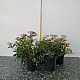 Японска спирея Широбана - Spiraea japonica “Shirobana“