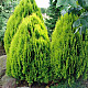 Златиста храстовидна източна туя - Thuja orientalis Aurea nana