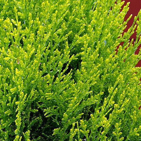 Златиста храстовидна източна туя - Thuja orientalis Aurea nana