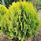 Златиста храстовидна източна туя - Thuja orientalis Aurea nana