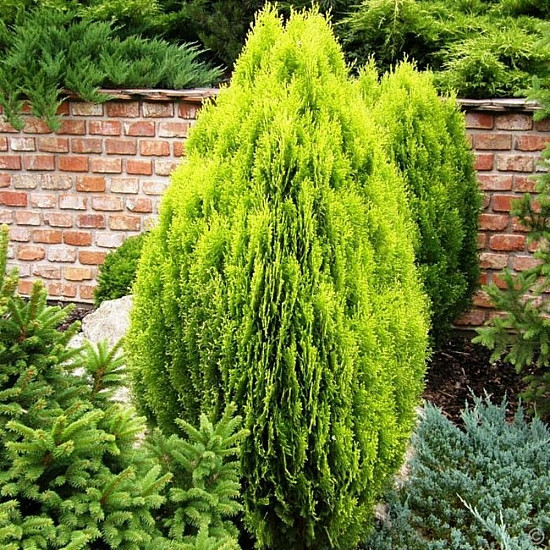 Златиста храстовидна източна туя - Thuja orientalis Aurea nana