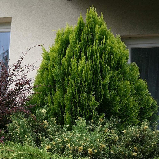 Златиста храстовидна източна туя - Thuja orientalis Aurea nana