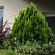 Златиста храстовидна източна туя - Thuja orientalis Aurea nana