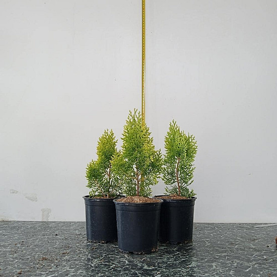 Златиста храстовидна източна туя - Thuja orientalis Aurea nana