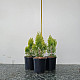 Златиста храстовидна източна туя - Thuja orientalis Aurea nana