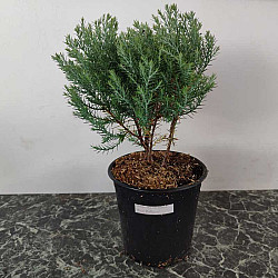 Кълбовидна Туя  - Thuja occidentalis 'Blue Baloon'
