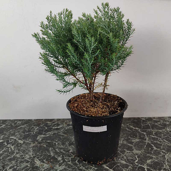 Кълбовидна Туя  - Thuja occidentalis Blue Baloon