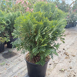 Кълбовидна туя - Thuja occidentalis 'Danica' 2л.