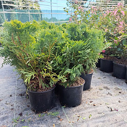 Кълбовидна туя - Thuja occidentalis 'Danica' 2л.