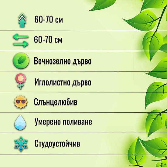 Кълбовидна туя - Thuja occidentalis Danica
