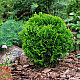 Кълбовидна туя - Thuja occidentalis Danica