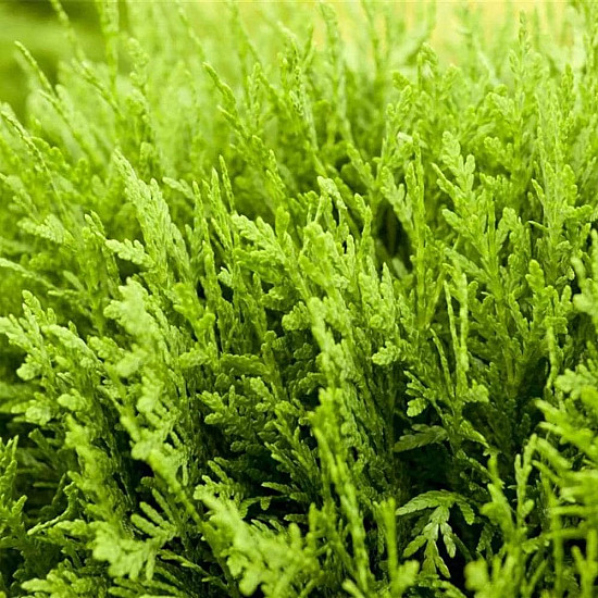 Кълбовидна туя - Thuja occidentalis Danica