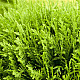 Кълбовидна туя - Thuja occidentalis Danica