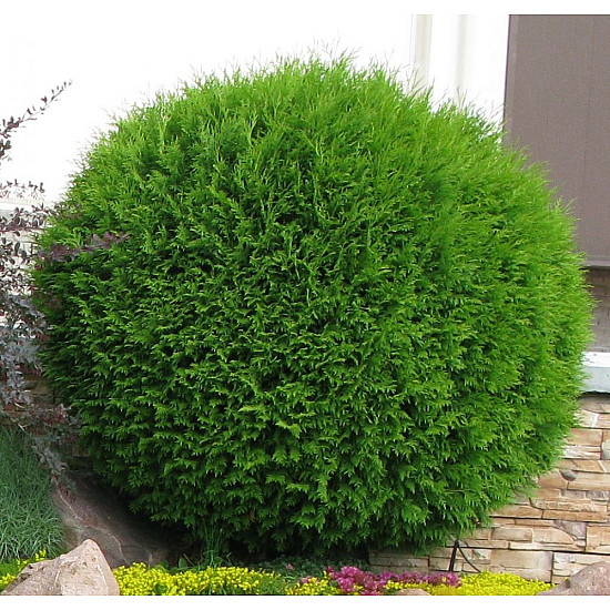 Кълбовидна туя - Thuja occidentalis Danica